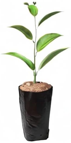100 PCS Thicken Plastic Nursery Bags for Plants Fruit Flower Grow Bags Seedling Pots (7.87x11.81 in)