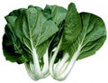 Cabbage Pak Choi White Stem Great Heirloom Vegetable by Seed Kingdom Bulk 20,000 Seeds