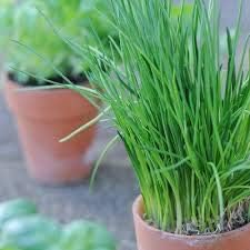 Gaea's Blessing Seeds - Chives Seeds - Non-GMO Seeds with Easy to Follow Planting Instructions - Open-Pollinated Heirloom 88% Germination Rate (Pack of 2)