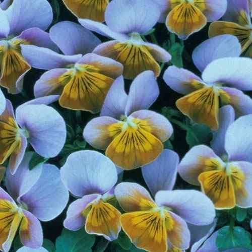 Outsidepride Miniola Heart Ice Blue Violet Seeds for Planting - 100 Pcs Annual, Compact & Pollinator Friendly Viola Flower Seeds w/Green and Blue Blooms, Ideal for Garden Borders & Container Displays