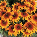 Park Seed Grow Your Own Cappuccino Rudbeckia Flower Plant, Pack of 500