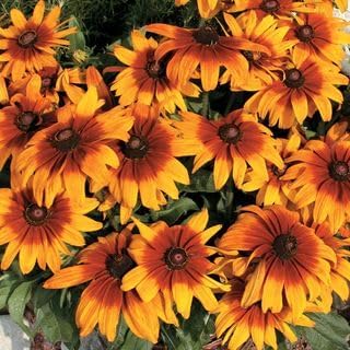 Park Seed Grow Your Own Cappuccino Rudbeckia Flower Plant, Pack of 500