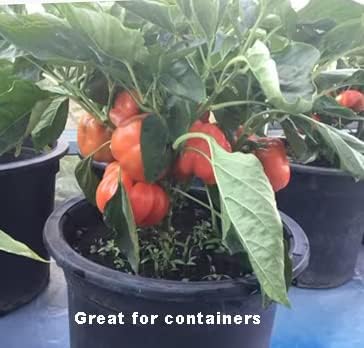 40ct Sweet Bell Pepper Seeds for Planting,Green & Red Bell Pepper,Non-GMO Heirloom Seed Vegetable Seeds for Home Vegetable Garden&Hydronic Pods-Veggie Seeds:California Wonder