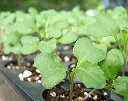 Food to Live Broccoli Seeds for Sprouting, 4 Pounds – Vegan, Kosher, Sirtfood, Bulk, Rich in Sulforaphane, Vitamin C, Vitamin A, for Growing Sprouts, Microgreens, High Germination Rate