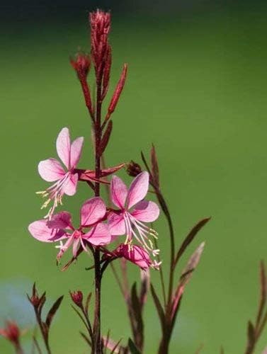 100 Pink GAURA Whirling Butterflies Gaura Lindheimeri Flower Seeds