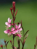 100 Pink GAURA Whirling Butterflies Gaura Lindheimeri Flower Seeds