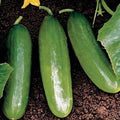 Park Seed Variety of Cucumber Seeds, Planting Cucumbers, Vegetable Seeds, Easy to Grow, Non-GMO, Perfect for Harvesting, Diva, Pack of 250