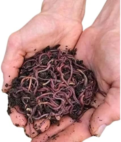 Red Wigglers Live Worms 250+ (1/4LB) Worms for Composting Bin - Live Delivery - Gardening Red Wrigglers - Eisenia Fetida - Wiggly Worm Farm Starter - Worm Castings - Pet Food