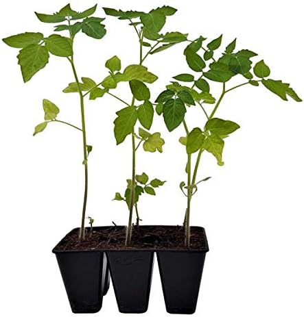 Bootstrap Farmer Extra Strength 6 Cell Seedling Starter Trays, 60 Pack (360 Cells), for Seed Germination and Plant Propagation Planting Starting Plugs