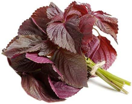 200ct+ Perilla Seeds for Planting/Shiso Seeds for Planting.Heirloom Non GMO Seed for Sprouting,紫苏Vegetable Seed and Hydroponic Seed for Pods(Shiso Herb Seed #1,Purple/Red-1g)