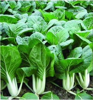 2026 EarlyBird-Sow in Fall/Spring-4000+ Bok Choy Seeds for Sprouting,Chinese Cabbage Seed for Planting,Microgreen/Sprouting Seeds for Home Vegetable Garden.黑叶白菜 (Pak Choi White Stem,10g)