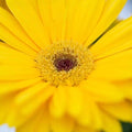 Park Seed Majorette Yellow Dark Eye Gerbera Seeds, Pack of 10 Seeds