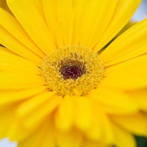 Park Seed Majorette Yellow Dark Eye Gerbera Seeds, Pack of 10 Seeds