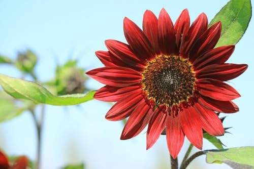 Seed Packets for Planting Red Sunflowers in Home Outdoor Garden - Heirloom Non-GMO Flower Seed Packets