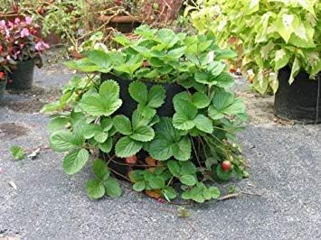 Smart Pots 900-Gallon Smart Pot Soft-Sided Container, Tan