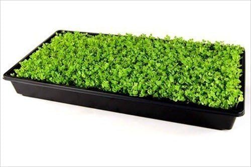 Living Whole Foods 20 Pack of Durable Black Plastic Growing Trays (Without Drain Holes) 21" X 11" X 2" - Flowers, Seedlings, Plants, Wheatgrass, Microgreens & More