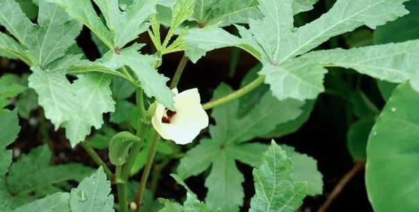 for 2026-50ct Organic Clemson Spineless Okra Seeds for Planting Vegetables Garden Seeds-秋葵. High Yield, Easy to Grow Non GMO Seeds Heirloom Vegetable Seeds for Home Gardening & Harvest
