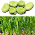 For 2026-Sow in Fall/Spring. HipGirl 22-26ct Fava Bean Seeds for Planting Vegetables and Fruits,Cover Crop-Chinese Broard Bean Seed (蚕豆).Non GMO Garden Seeds for Home Vegetable Garden(40g Veggie Seed)