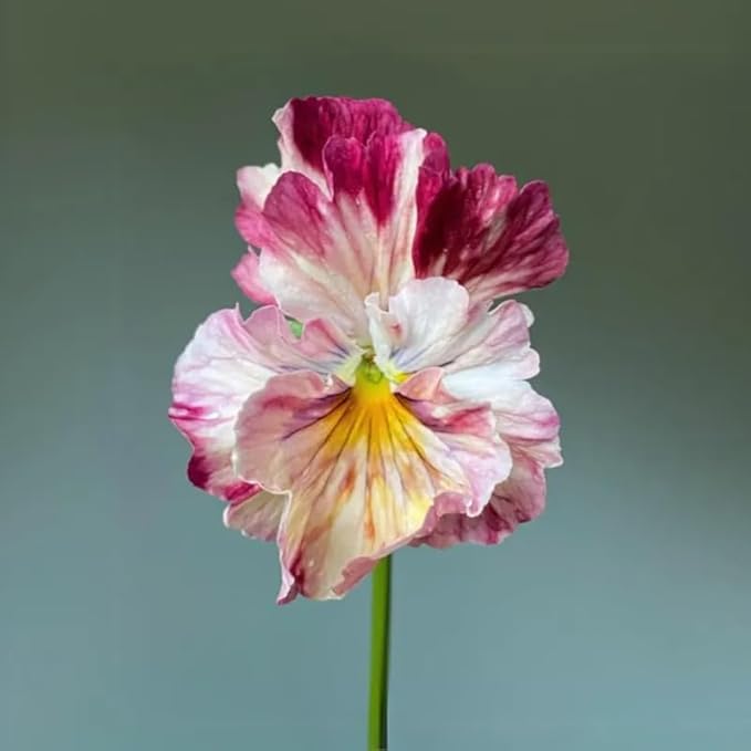 100+ Chianti Mix Pansy Seeds Heirloom Flowers Ground Cover Garden Planting