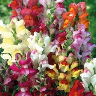 Park Seed Snap Dragon Flower Plant Seeds – Circus Clowns Mix with Bright Bicolor Blooms, Pollinator-Friendly Summer Color for Beds and Borders, Medium-Tall Classic Variety, Easy to Grow, Pack of 100