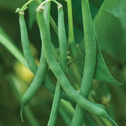 100+ Blue Lake Pole Bean Seeds for Planting Organic Heirloom Non GMO 1 Ounce of Seeds Garden Vegetable Bulk Survival