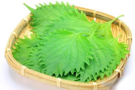 200ct+ Perilla/Shiso Seed for Planting,Non GMO Seeds Heirloom Vegetable Seed for Planting.Great Hydroponic Seeds for Pods(Shiso Herb Seeds #3,日本紫苏,Green Ohba Ao,1g)