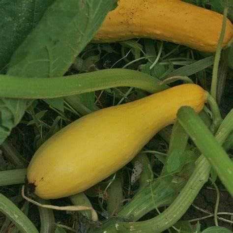 25 Yellow Early Prolific Straightneck Summer Squash Seeds for Planting. Non GMO and Heirloom. 2.5 Grams of Seeds. Garden Vegetable Survival