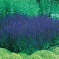 Park Seed Blue Queen Salvia Flower Seeds, Deep Blue Bloom Spikes, Pollinator Friendly Perennial for Sunny Borders and Cut Gardens, Pack of 250