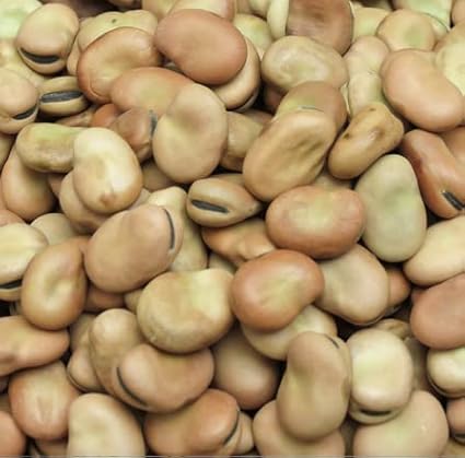 For 2026-Sow in Fall/Spring. HipGirl 22-26ct Fava Bean Seeds for Planting Vegetables and Fruits,Cover Crop-Chinese Broard Bean Seed (蚕豆).Non GMO Garden Seeds for Home Vegetable Garden(40g Veggie Seed)
