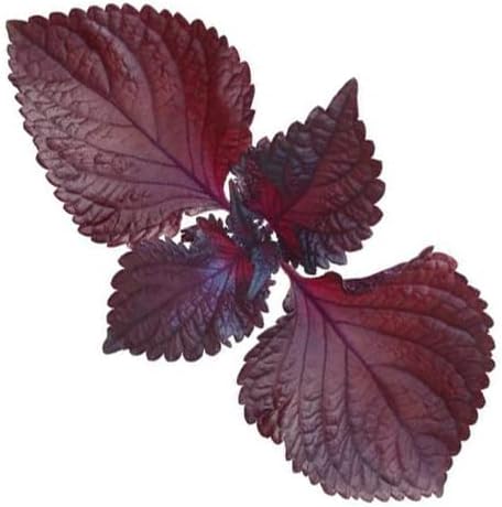 200ct+ Perilla Seeds for Planting/Shiso Seeds for Planting.Heirloom Non GMO Seed for Sprouting,紫苏Vegetable Seed and Hydroponic Seed for Pods(Shiso Herb Seed #1,Purple/Red-1g)