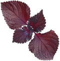 200ct+ Perilla Seeds for Planting/Shiso Seeds for Planting.Heirloom Non GMO Seed for Sprouting,紫苏Vegetable Seed and Hydroponic Seed for Pods(Shiso Herb Seed #1,Purple/Red-1g)