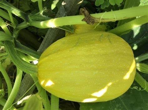 25 Organic Spaghetti Winter Squash Seeds for Planting. Non GMO and Heirloom. 2.5 Grams of Seeds. Garden Vegetable Survival