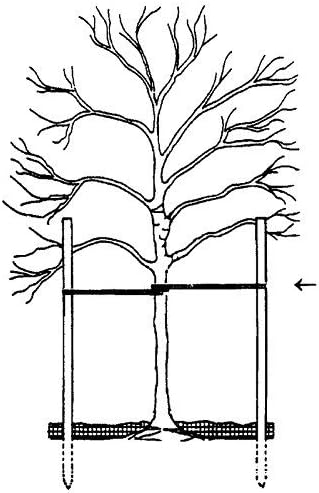 DeepRoot ArborTie Tree Straps for Staking and Guying, Flexible Tree Support Straps, Versatile Tree Rope, Tree Ties For Street Trees, Orchards, and Landscape Trees, 100’ Roll, Olive (AT 1G)