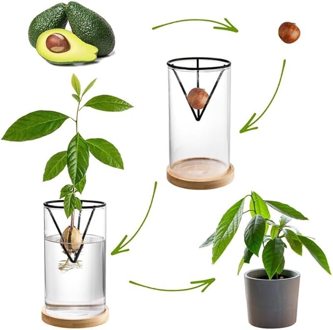 Avocado Vase for Growing - Avocado Seed Starter Vase Rack for Mason Jar of Wide-Mouth 4Pcs, Avocado Seed Holder Triangular Metal Bracket for Family Friends (3 Pcs Vase Set)