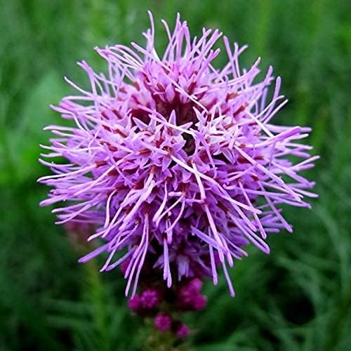 Wildflower Seeds Mixed, Perennial Flower Seeds fo Plating (2 Ounces)