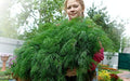Seeds Dill Bush Type Heirloom Vegetable for Planting Non GMO