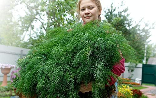 Seeds Dill Bush Type Heirloom Vegetable for Planting Non GMO
