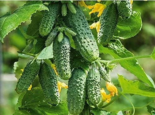 Seeds Cucumber to The Envy of a Neighbor Pickling 45 Days Vegetable Non GMO