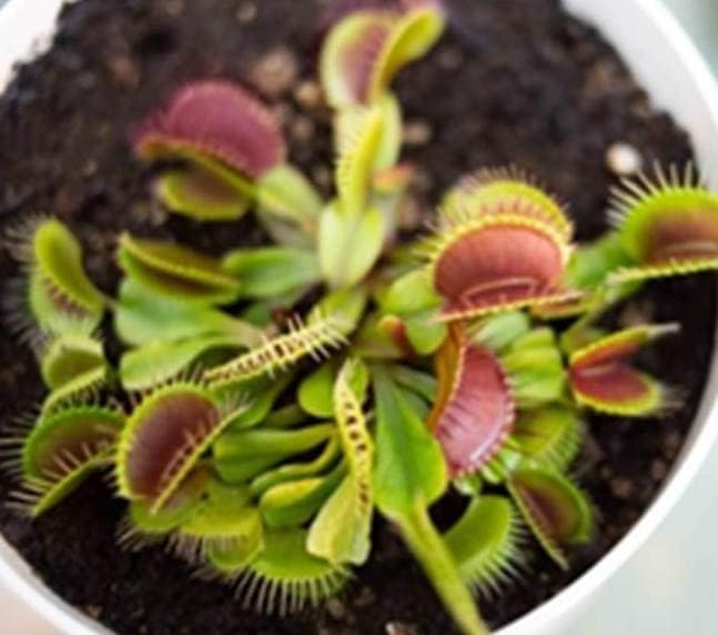 Venus Fly Trap, Pitcher, Butterworts, Bladderworts Drosera Carnivorous Plants Potting Soil Mix 1 Quart (1qt 4 Level Cups)