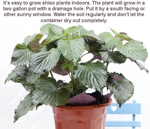 200ct+ Perilla Seeds,Non GMO Seed for Sprouting, Heirloom Vegetable Seed for Planting. Great Hydroponic Seeds for Pods(Egoma/Sesami Herb Seed #2,Perilla Shiso Seed紫苏,Green-1g)