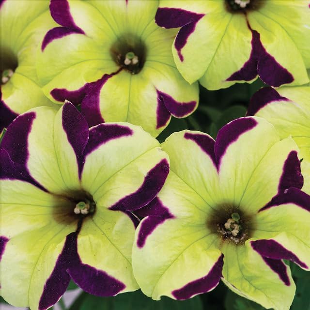 250+ Mixed Petunia Hybrida Flower Seed for Planting Outdoor Non GMO