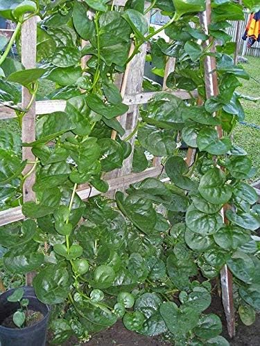 Malabar Spinach (Green Stem Variety) - Excellent for stir-fry cooking or RAW!!!!(10 - Seeds)