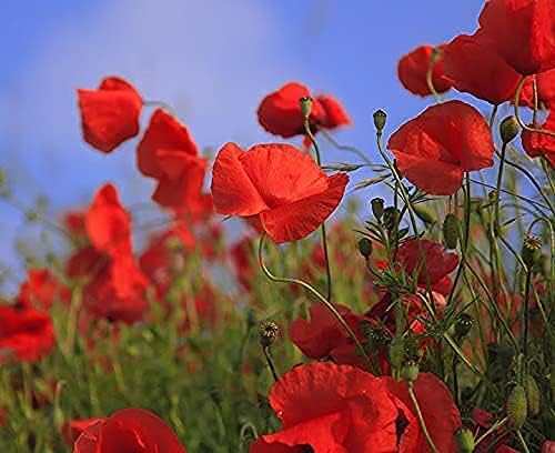 Set of 200 Flower Seed Packets - Flower Seeds in Bulk - 15 or More Varieties Available - Great for Creating Colorful Gardens (200)