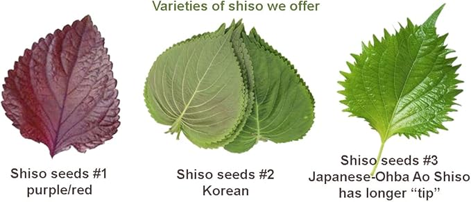 200ct+ Perilla/Shiso Seed for Planting,Non GMO Seeds Heirloom Vegetable Seed for Planting.Great Hydroponic Seeds for Pods(Shiso Herb Seeds #3,日本紫苏,Green Ohba Ao,1g)