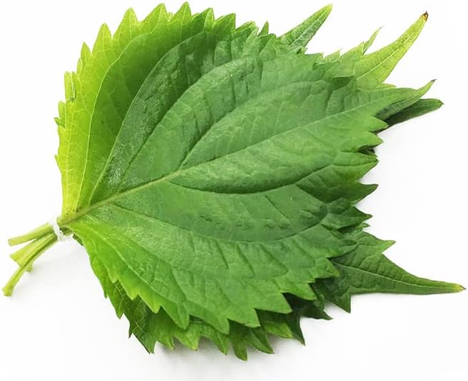 200ct+ Perilla/Shiso Seed for Planting,Non GMO Seeds Heirloom Vegetable Seed for Planting.Great Hydroponic Seeds for Pods(Shiso Herb Seeds #3,日本紫苏,Green Ohba Ao,1g)