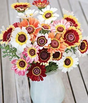 Painted Daisy Flower Seeds (Chrysanthemum carinatum) – 500+ Non-GMO Heirloom Seeds by Isla’s Garden Seeds, Bold Multicolor Blooms, Great for Borders, Pollinator-Friendly, Cottage Gardens