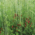 Fall Green Manure Mix Seed Kit - Cover Crop and Soil Builder, Easy to Grow, Build Biomass - Ships from Iowa, USA (22 Pounds)