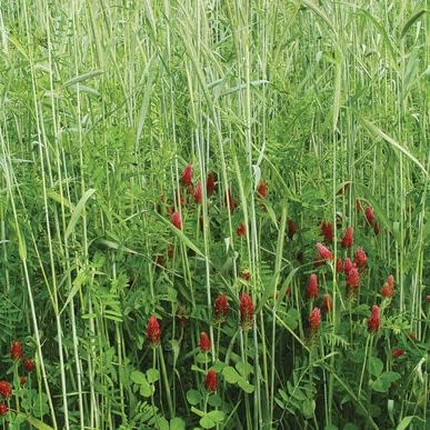 Fall Green Manure Mix Seed Kit - Cover Crop and Soil Builder, Easy to Grow, Build Biomass - Ships from Iowa, USA (1 Pound)