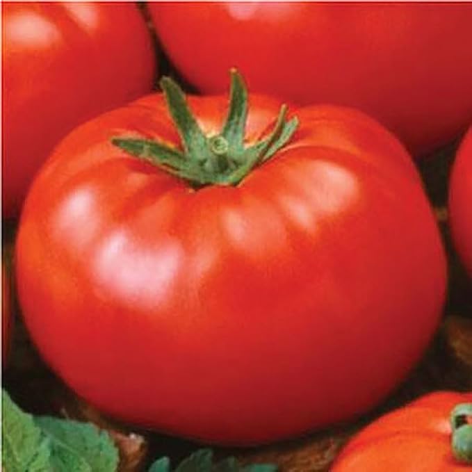 Ace 55 Heirloom Tomato Seeds for Planting Outdoors - 100 Fresh Seeds - Large Beefsteak Tomatoes - Determinate, Low-Acid - Grown in The USA