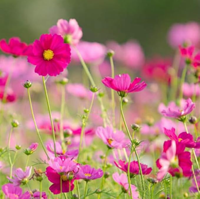 2000+ Cosmos Seeds – Easy to Grow Annual Flower Blend in Mixed Colors – Heirloom, Non-GMO, USA Grown – Throw and Grow Wild Flower Seeds for Garden and Landscaping